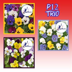 Bild von Viola P12 Klbl XXL Trio Mix Divers